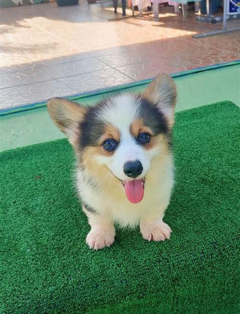 Corgi Puppies Philippines .